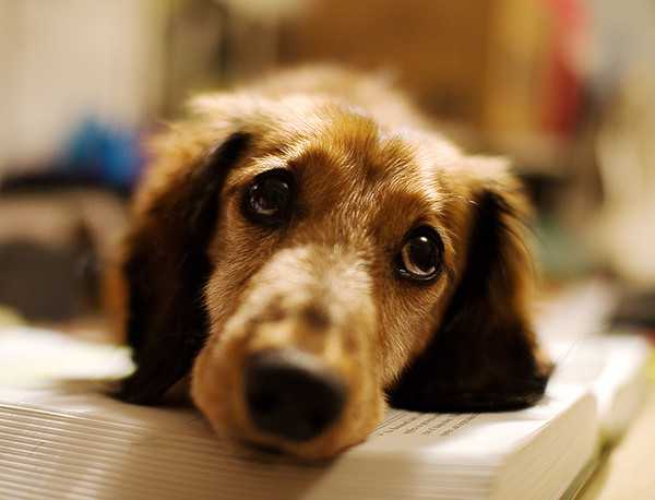 讓狗狗壓力大的10件事 1 Stress triggers for dogs-1