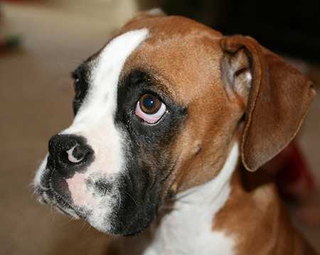 讓狗狗壓力大的10件事 2 Stress triggers for dogs-2