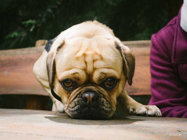 讓狗狗壓力大的10件事 3 Stress triggers for dogs-3