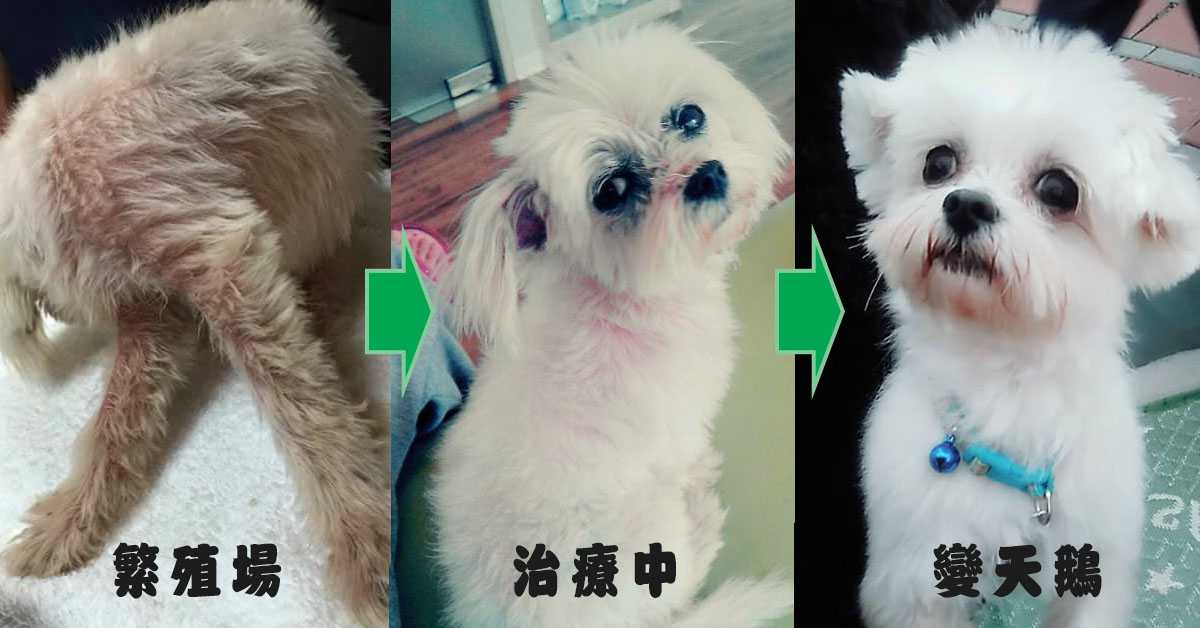 【飼主見證】3大照護重點，陪狗狗威力穩定改善毛囊蟲與膿皮症等皮膚問題！