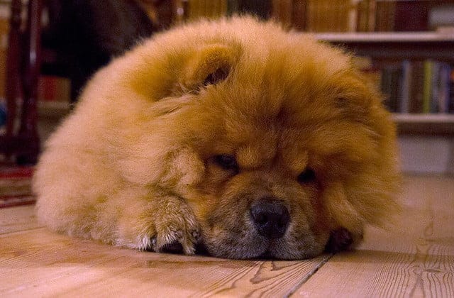 鬆獅犬難相處 個性有些神經質 7 鬆獅犬難相處 個性有些神經質