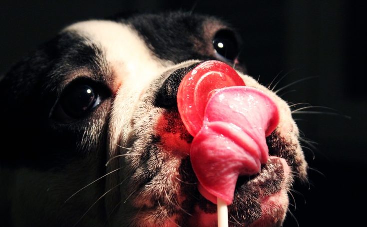 法國鬥牛犬身材豐滿 嘴邊肉超搶戲! 5 法國鬥牛犬身材豐滿 嘴邊肉超搶戲!