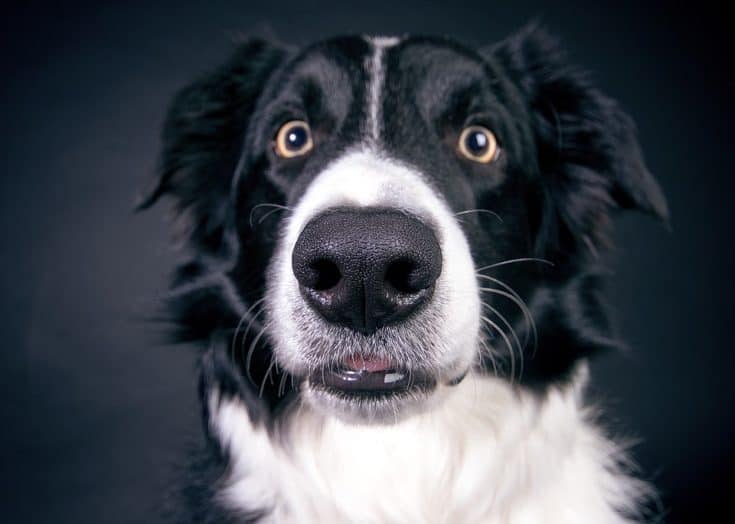 邊境牧羊犬居然能用眼神控制羊群 3 邊境牧羊犬居然能用眼神控制羊群
