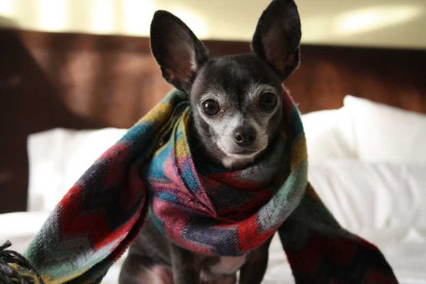 Canine Influenza-1