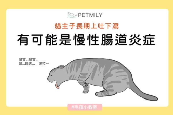 貓主子長期上吐下瀉，有可能是慢性腸道炎症(IBD)_封面