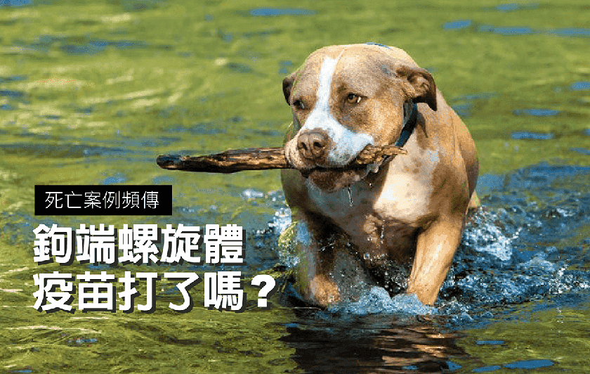 死亡案例頻傳！毛孩「鉤端螺旋體」疫苗打了嗎？今年第1起案例分享｜專業獸醫—温琮斐