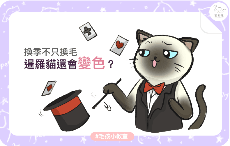 暹羅貓換季會變色？2個原因解密「重點色塊」的神奇機制！