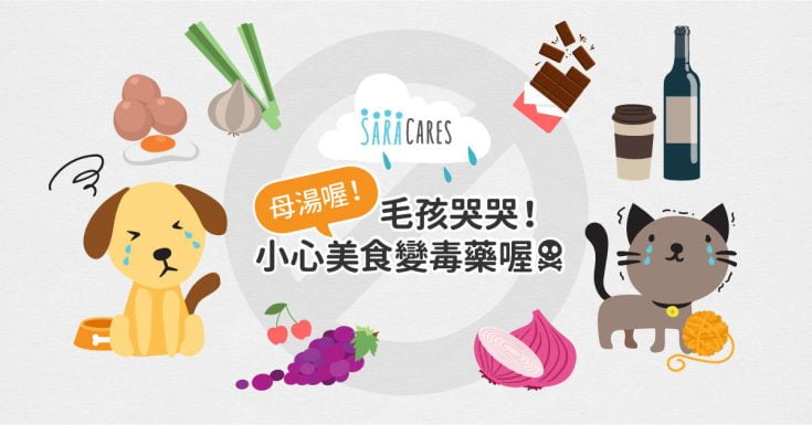 貓狗不能吃的食物＋食物中毒急救3步驟，飼主千萬要注意！