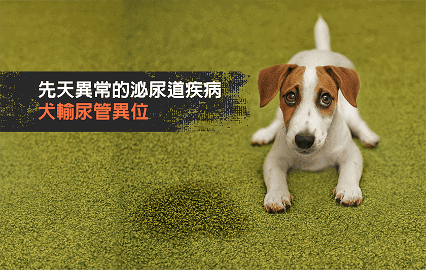 狗狗漏尿別輕忽！認識犬輸尿管異位－症狀、診斷與治療3大面向一次看懂