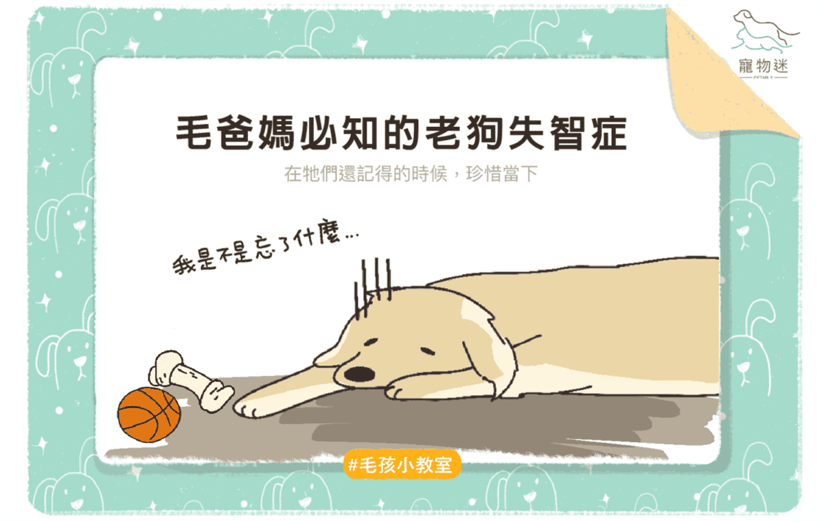 老狗失智症的6大指標－在牠們還記得你／妳的時候珍惜當下！
