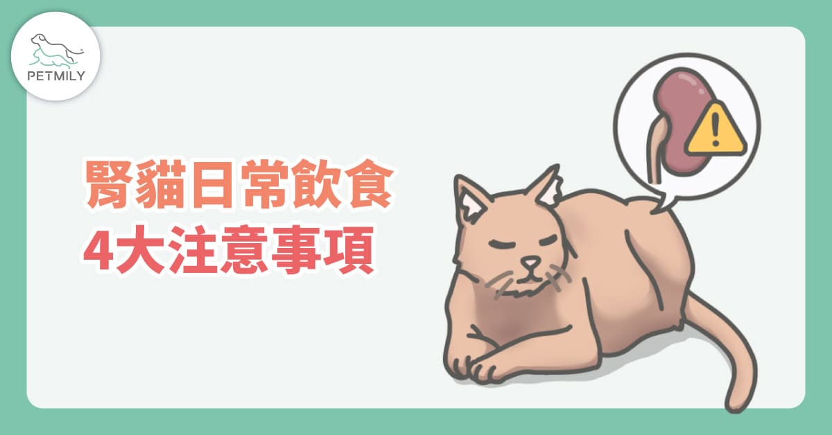 貓咪腎臟照護飲食怎麼選？4個日常注意事項陪牠走得更遠～