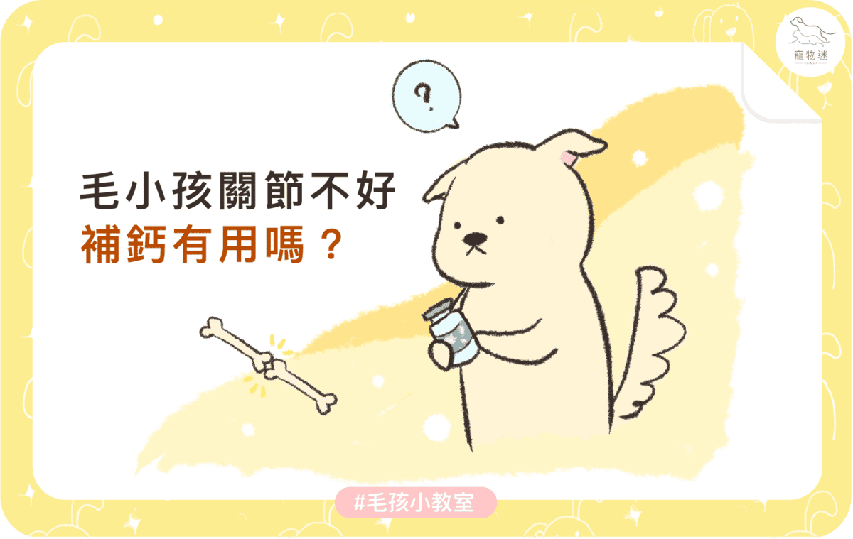 狗狗關節不好要補鈣？4件事主人一定要知道！