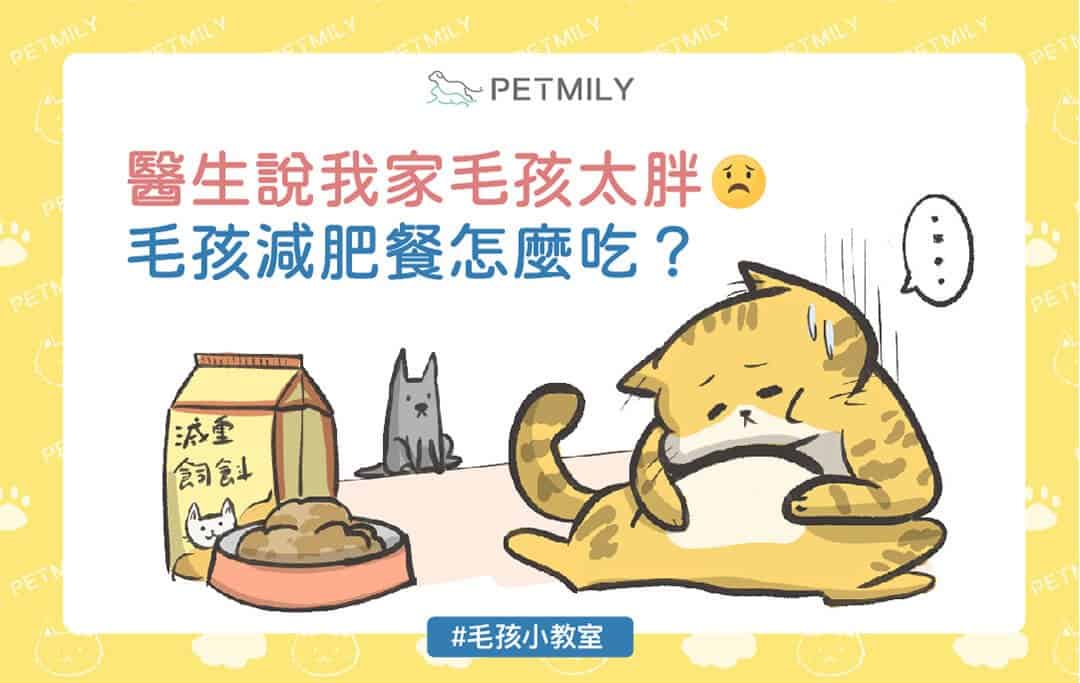 毛孩減肥餐怎麼吃？掌握「6大飲食管理要點」，健康瘦身不失衡！