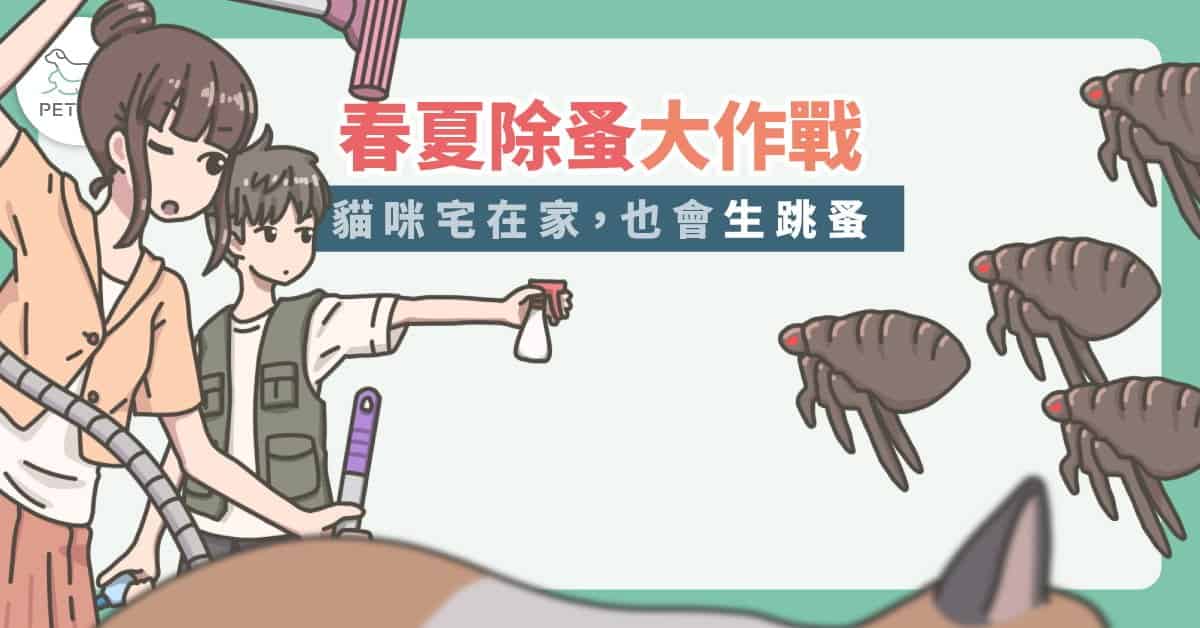 貓咪宅在家，也會生跳蚤～夏日4招除貓跳蚤大作戰！